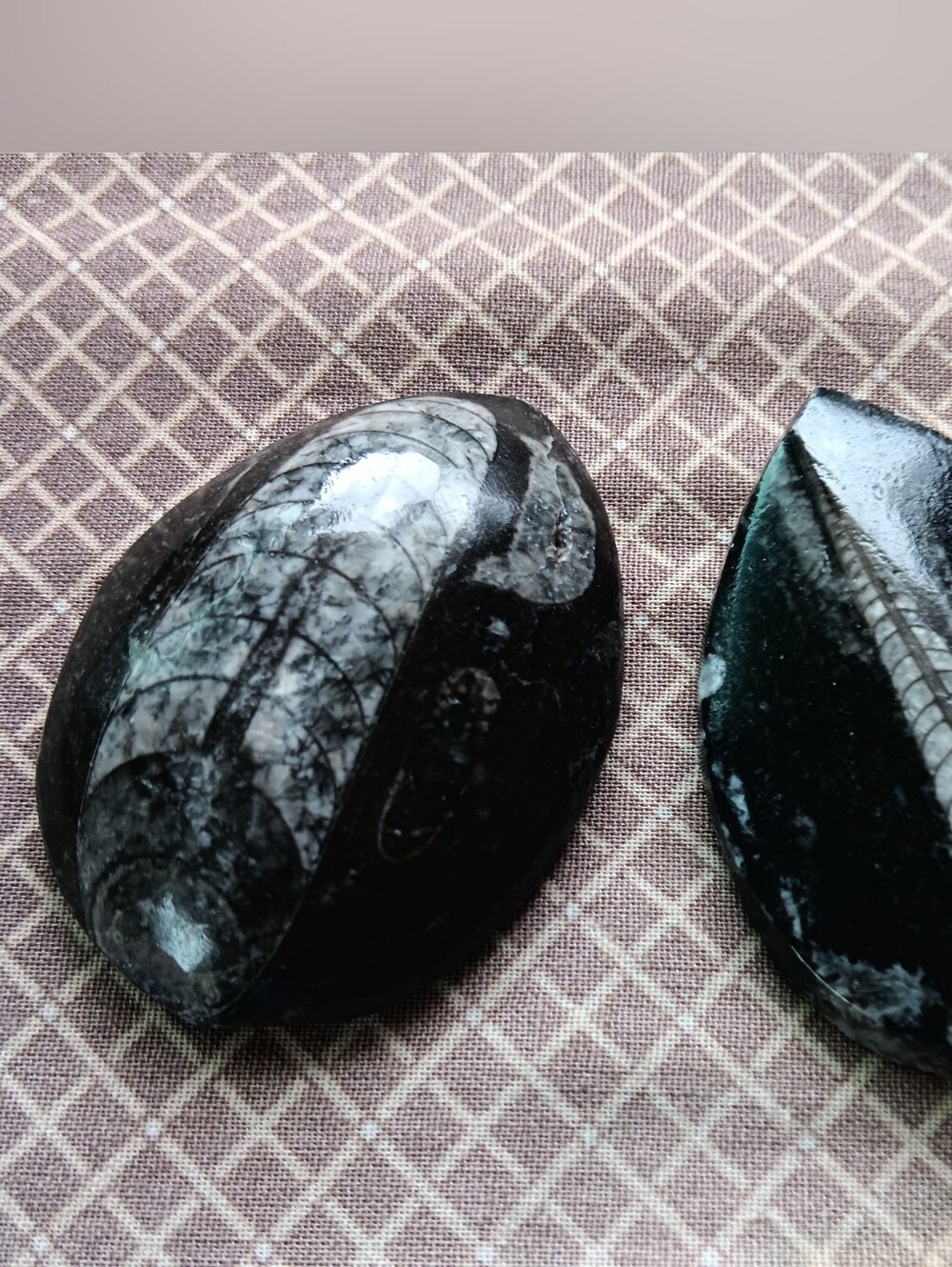 Shell Fossils, 2 Teardrop Cabochons - Pair, Ancient, Rocks.